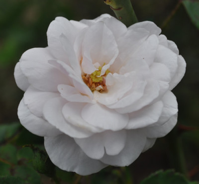 Rosier_de_lIle_de_Bourbon_12__2259.jpg
