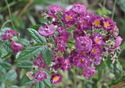 Violet_Hood_12__2246.jpg