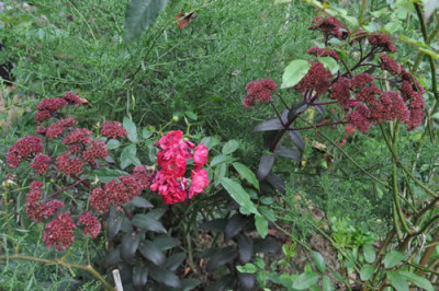 R_Fetthenne_Alberich_Clg_12___2248.jpg