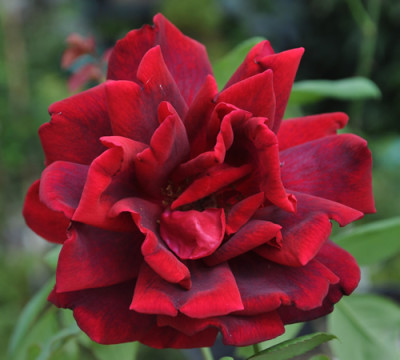 Crimson_Glory_12__2261.jpg