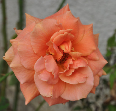 Bettina_12___2258.jpg