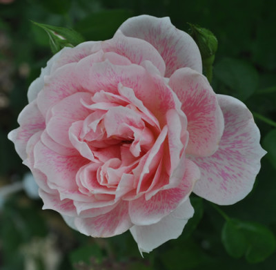 Kir_Royal_12__2251.jpg