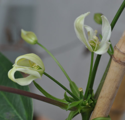 Clematis_armandii_12__2227.jpg