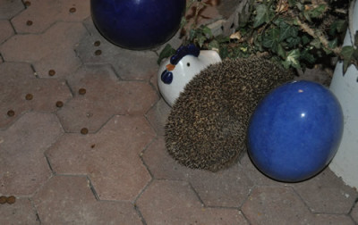 Igel_12__2224.jpg