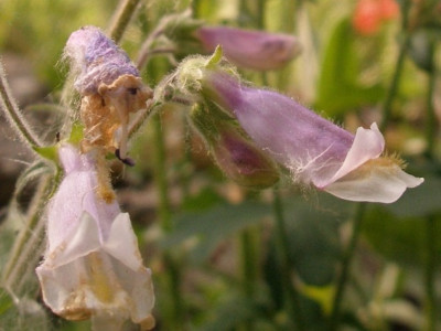 penstemon_hirsutus.jpg