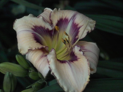 k-Regal8.jpg