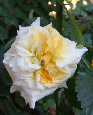 NZ_Lucia_2012_001_b007.jpg