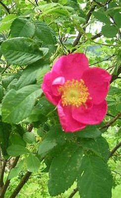 Rosa_gallica_Splendens.jpg
