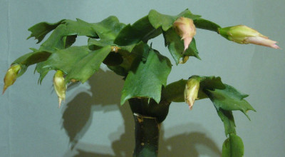 Schlumbergera_orssichiana_09-12_900x900_80KB.jpg