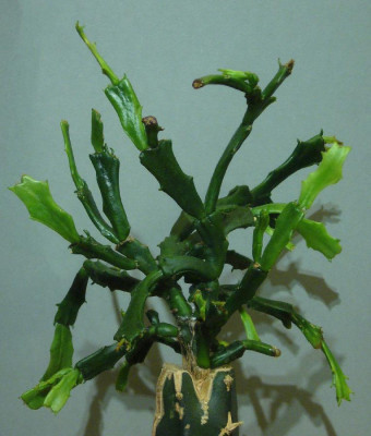 Schlumbergera_Enigma_09-12_900x900_80KB.jpg