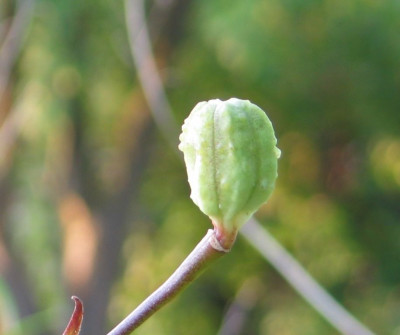 citronella-samenstand1.jpg