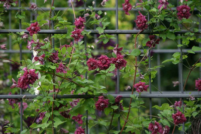 Cl.vit.purpurea_Plena_Elegans0712a.jpg