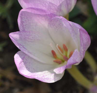 Schachbrett_12__2281.jpg