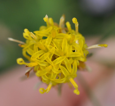 Linosyris_vulgaris_12__2267.jpg