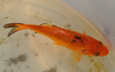 Goldfisch_12__2410.jpg