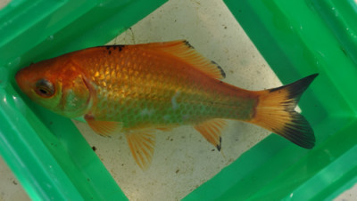 Goldfisch_12__2409.jpg