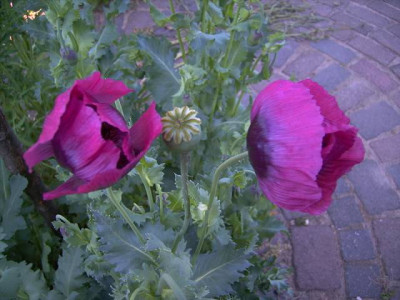 Poppies.JPG