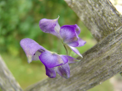 Ac._hemsl._DSC02755.jpg
