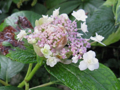 Hydrangea_involucrata_Multiplex_1024x768.jpg