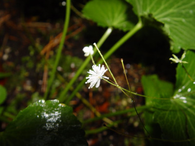 DSC435.jpg