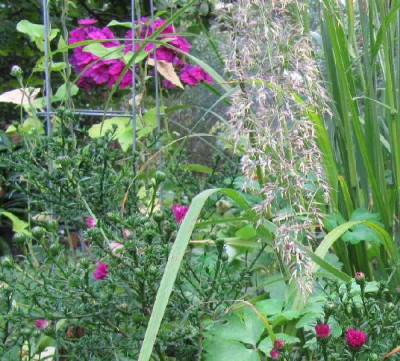 Phlox_Aster_120911.jpg