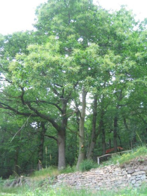 Wald_2005_02.jpg