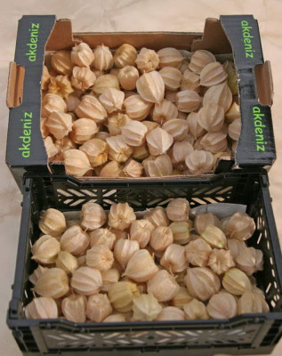 Physalis_kl.jpg