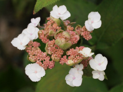 H.aspera_x_H._involucrata.jpg