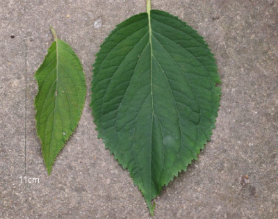 Blatter_Hydrangea.jpg