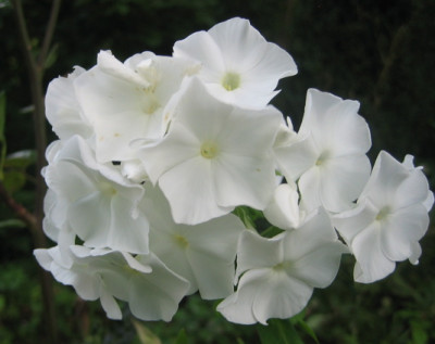Oma-Phlox.jpg