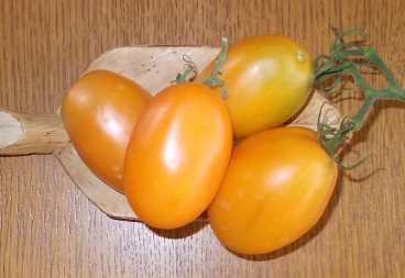 08_03_amish_gold.jpg
