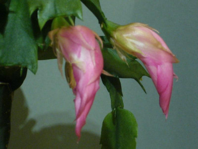 P1020583_900x900_80KB.jpg