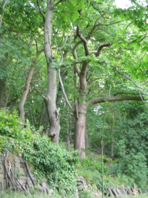 Wald_2005_01.jpg
