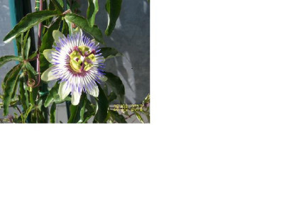 passionsblume1.JPG