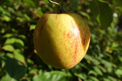 Gravensteiner.jpg