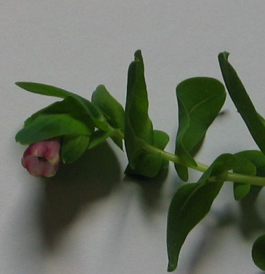 Cerinthe_minor_x_major.jpg