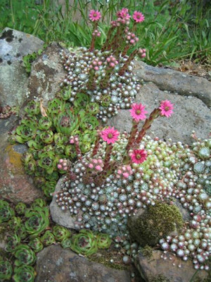 Sempervivum_20050608.jpg