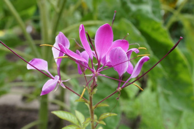 Cleome_spinosa.jpg