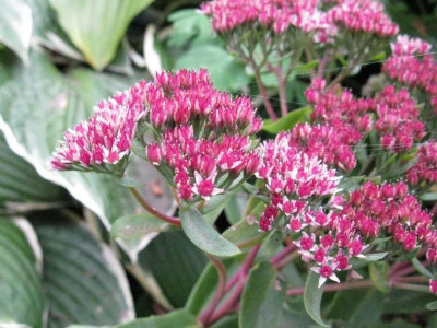 Sedum_Garnet_Brokade_1024x768.jpg