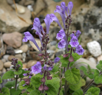 IMG_0623_eScutellaria_indica_var_parvifolia.JPG
