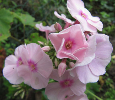Spater_rosa_Phlox_120915.jpg