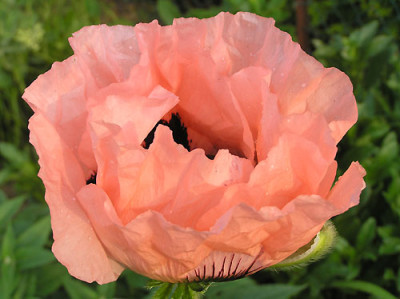 PapaverLachsrosa.jpg