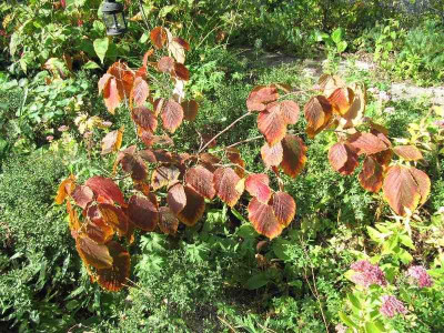 Hamamelis_September_2012.jpg