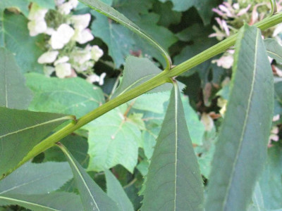 Vernonia_crinita_Detail_1024x768.jpg
