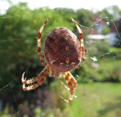 Kreuzspinne_120916_a.jpg