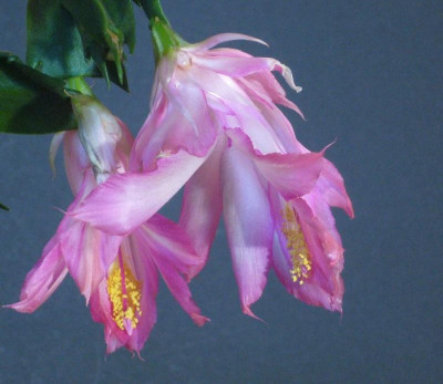 Schlumbergera_orssichiana_C_900x900_80KB.jpg