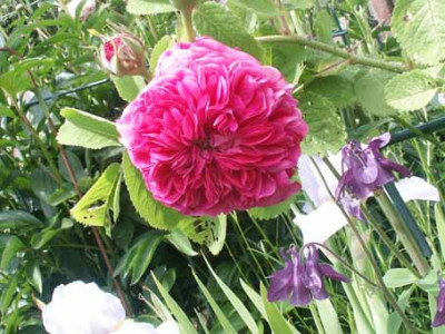 Kruchem-Rose..jpg