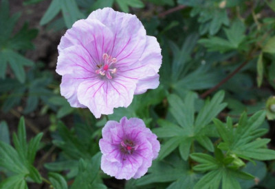 Geranium_s._var._striatum.jpg