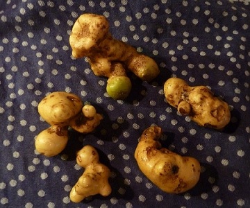 Kartoffelernte.jpg