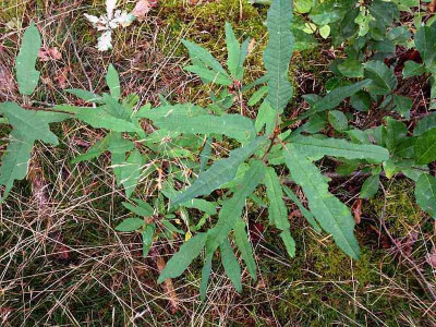 frangula-cf_linealis_zg1.jpg